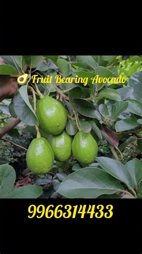 7 సంవత్సరాల పాటు ఫలలతో నిండిన అవోకాడో చెట్టు #AvocadoPlant #FruitBearing #Trending