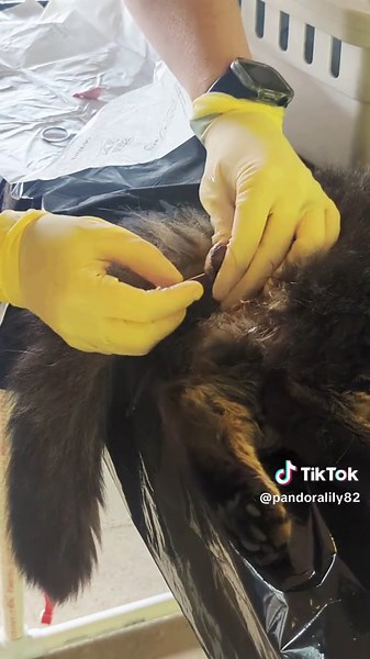 Veterinary Medical Procedure for Cats by Christian Mission