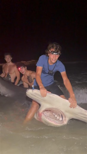We used this Giant Cobia as Bait to Catch a Teener Class Hammerhead Shark from Shore! #fishing