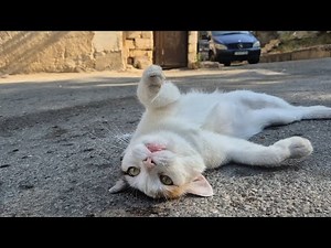 Is This Street Cat Even Real? Pure Cuteness That Will Melt Your Heart.