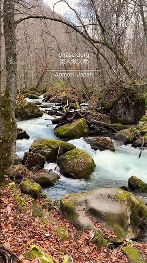 \\日本の観光地を毎日紹介/📍奥入瀬渓流【青森】奥入瀬渓流苔むした岩や清流が続く癒しの渓谷。#japan #traveljapan #旅行 #日本 #青森県 #奥入瀬渓流 #観光 #旅#aomori