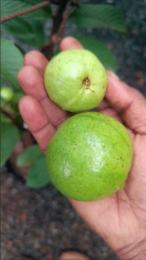 Thai Pink vs Local Guava 🍈 | Home Harvest