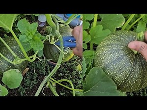 Kabocha Squash - Growing and Harvesting