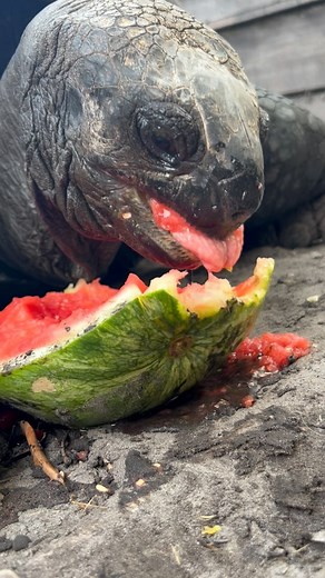 It’s Goober’s anniversary! The male Aldabra tortoise came to Jacksonville Zoo and Gardens 56 years ago in 1968. Since we don’t know his birthday, we always use this day to celebrate him by giving him an extra special treat. Goober is estimated to be in his early 70s and weighs around 430 pounds. Next time you’re at the Zoo, be sure to stop by his habitat in African Loop. 🐢🍉 | Jacksonville Zoo and Botanical Gardens