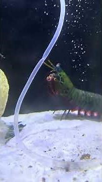You Won’t Believe This… Mantis Shrimp vs Clam Ends in Failure