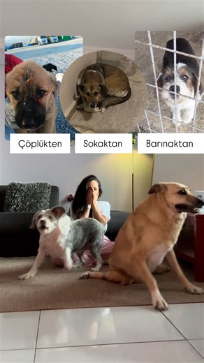 Gökçe Erdoğan on Instagram: "Bir çöplükten, bir sokaktan, bir barınaktan kurtulan kızlaarımmm neşesi✨🎀💖✨ benim cennetim :”)"