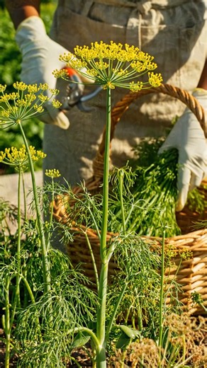 How to Grow Dill from Seed | Complete Step-by-Step Guide 🌿 #dill #dillaganamanatha #plants #plantita