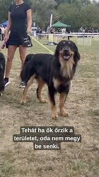 Te ismered ezt a fajtát?