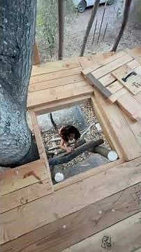 Easy way to make a treehouse ladder! #treehouse #ladder
