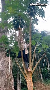 50M views · 641K reactions | BEST MOST FUNNIEST VIDEOS 2025  Part 6 | Broda West | Facebook