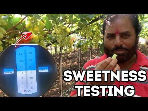 How to test Sugar of your fruits using Brix Meter || How to use Brix Meter || Farming Engineer ||
