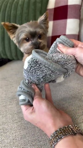 Start with rolling some treats up in a blanket