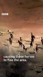 43K views · 866 reactions | A large grass fire in Wise County, Texas on Monday sent horses fleeing from the area. https://bbc.in/3JAuAut | BBC News | Facebook