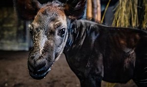 Chester Zoo: Rare female okapi takes its first steps