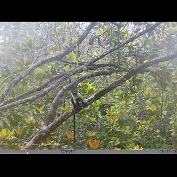 First-ever wild footage of the Critically Endangered Roloway Monkey