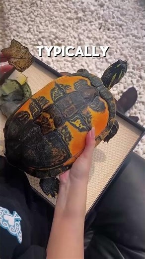 This turtle is the luckiest in the world ❤️ #shorts
