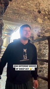 How different breeds of sheep act 🤣🐑 #Sheep #sheepbreeds | Sean The Sheepman