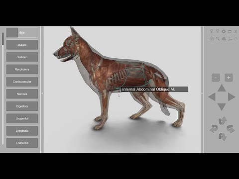 3D Dog Anatomy 2.00 for desktop