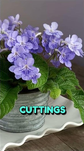 These 6 Indoor Plants Grow & Flower FAST — Get One Before It's Too Late!