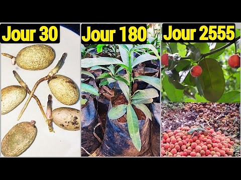 Je fais germer le bitter cola / petit cola / garcinia kola en seulement 1 mois