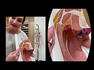 Dr. Benaduce: Trunk Muscles - Transverse section model