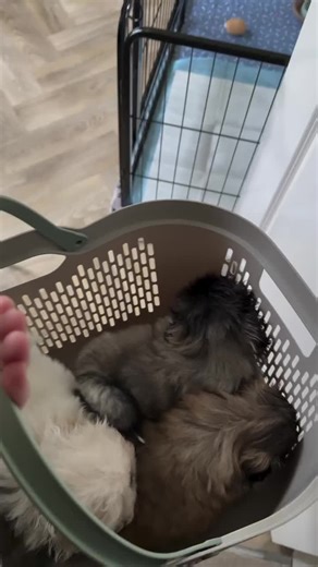 Adopt My Adorable Pekingese Puppies Now