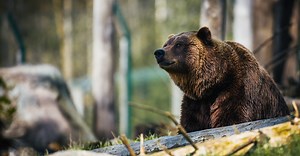 Does Bear Spray Really Work? | CleverHiker