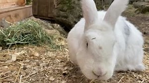 3.3K views · 893 reactions | Terry and the other rabbits love Timothy hay. It's good for them and good for their dental health. | Happily Ever Esther Farm Sanctuary | Facebook