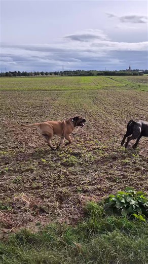 Malakai & Moxley south african boerboel outdoor #friends #bigdogsoftiktok #dog #boerboel #dogwalk