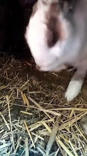 cute rabbits washing his face 🐰