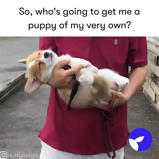 When is the day coming 😭😭 | Good Dog