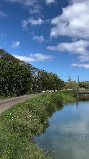 3.5K views · 70 reactions | Guinea Grass in Hawaii is notoriously tall and difficult for sheep to graze efficiently. We’ve found that by grazing our sheep after pigs in the same pasture, the pigs do a great job of trampling down the grass to a suitable height for our sheep to munch on! #diversity #multispeciesgrazing | Kualoa Ranch | Facebook