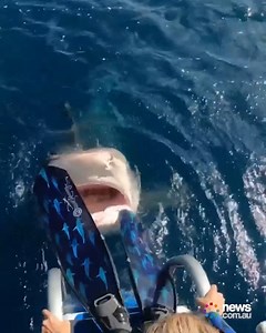 3.9M views · 102K reactions | Imagine nearly diving head first right into the mouth of a shark.  | News.com.au | Facebook