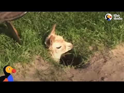 5 Animals Trapped in the Craziest Places: a Car Spring, an Outlet, Stranded in the Ocean | The Dodo