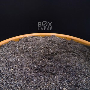 25K views · 587 reactions | Growing ZUCCHINI Time Lapse - 78 Days | Boxlapse | Facebook