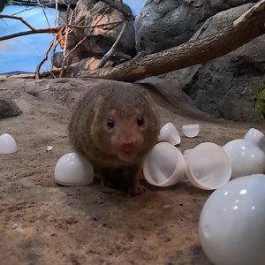 177K views · 5.3K reactions | Dwarf mongoose eggsercise class | Oregon Zoo | Facebook