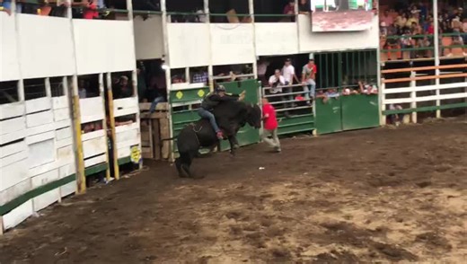 Bull Riding Action at Rodeo Arena: Thrilling Challenges