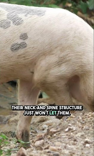 Why Pigs Can't Look Up! 🐖👀☁️