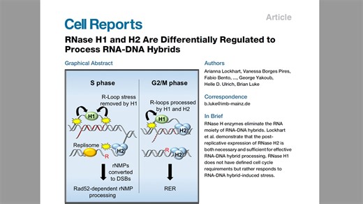 【Presentation 自我提升计划 | 第八期】RNase H1 and H2 Are Differentially Regulated to ...