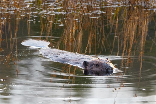 Rhode Island issues rabies alert after six animals test positive