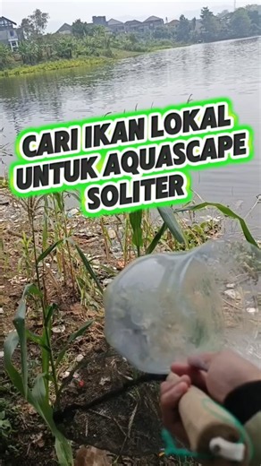 cari ikan untuk aquascape soliter #ikancucut #ikanjulungjulung #ikanlokal #ikanaquascape