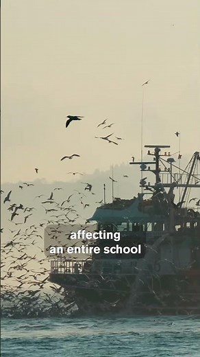 How Sustainable Fisheries Contribute to Healthy Oceans