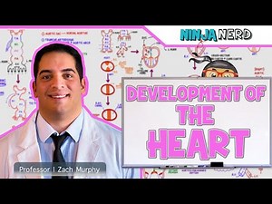 Embryology | Development of the Heart ❤️ Video Lecture - MCAT