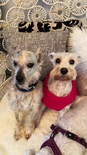 Adorable Schnauzers in Cozy Home Setting