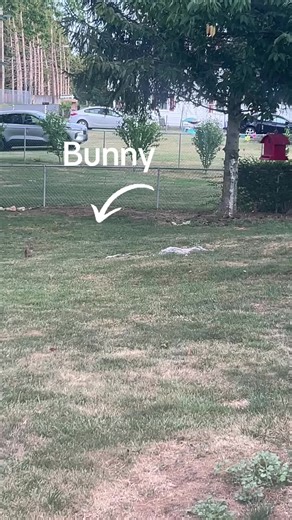 Poor Preston never gonna catch the bunny#fyppppppppppppppppppppppp #fypシ゚viral