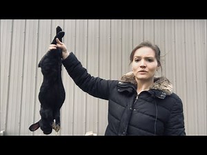 How to humanely dispatch a rabbit (using the pellet gun method)