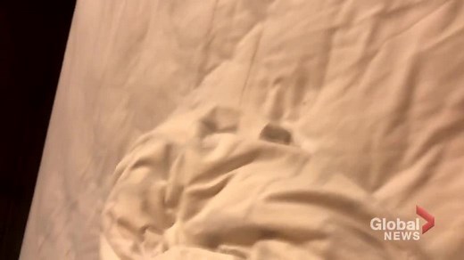 Bed bugs in Falcon Lake Hotel