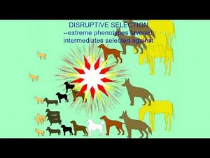 STABILIZING, DIRECTIONAL, DISRUPTIVE SELECTION