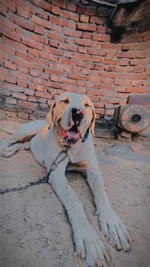 bully dog 20 pakistan bully dog sabse bada kutta sabse Khatarnak kutta#youtubeshorts