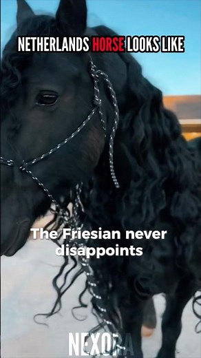 POV: The Most Beautiful Black Horse breed in the World #shortvideo